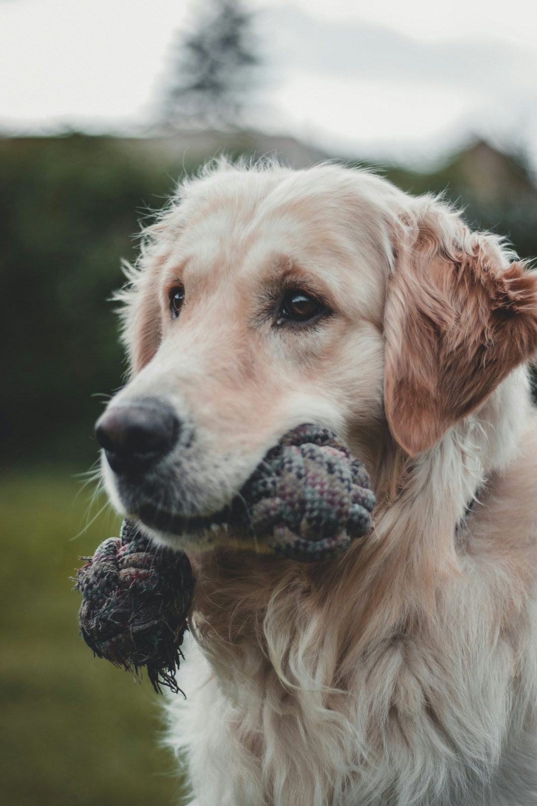 A golden retriever holding a well-loved rope toy